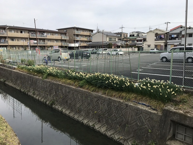 松原市のポスティング時に撮影（川沿いに綺麗なお花）