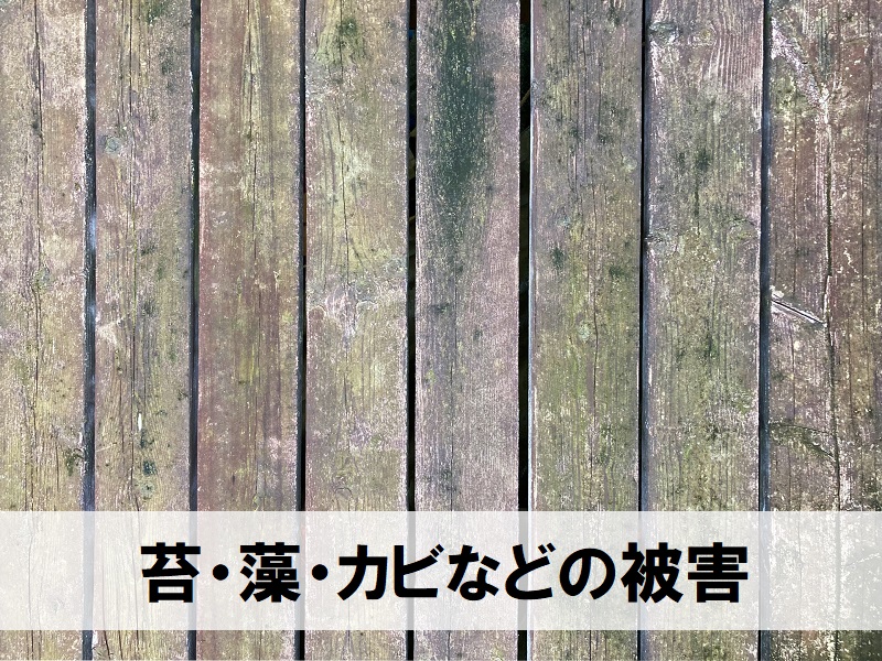 ウッドデッキの塗装のタイミング　苔・かび・藻の発生