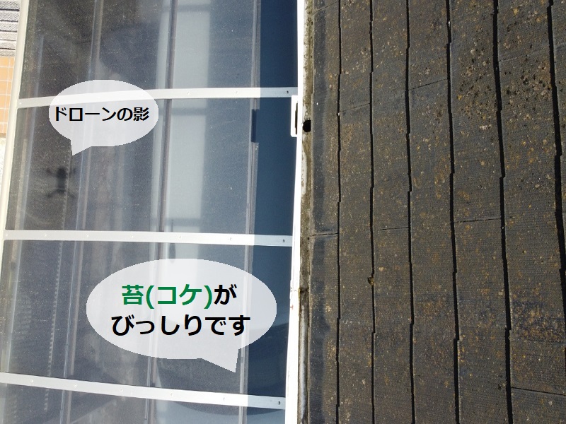 富田林市にて屋根塗装と雨漏り箇所には屋根の葺き替えを実施 屋根点検（コケ苔がびっしり）