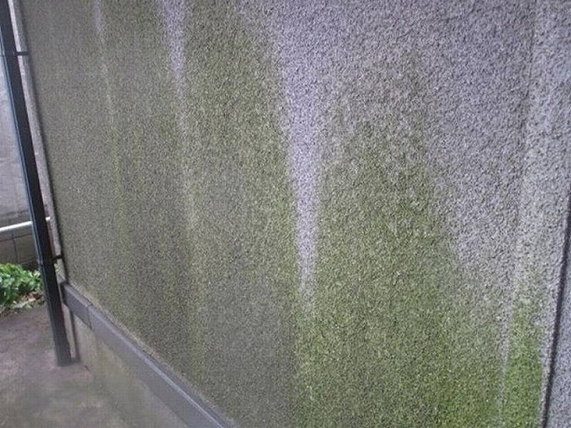 外壁に大量に発生したコケ