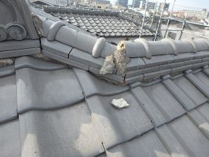 屋根の下に白い粉や破片が落ちている
