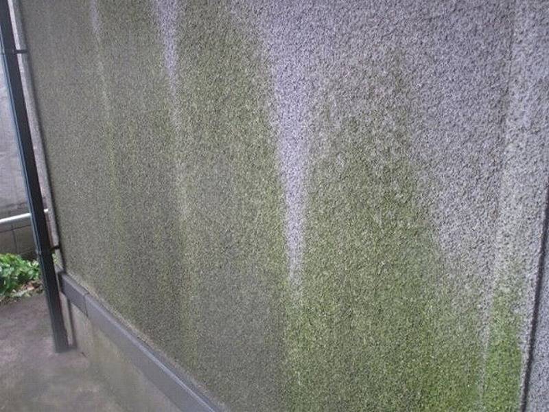 外壁塗装の水ぶくれはカビやコケが発生しやすい