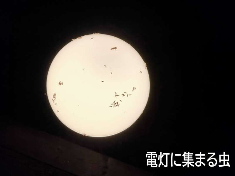電灯に集まる虫