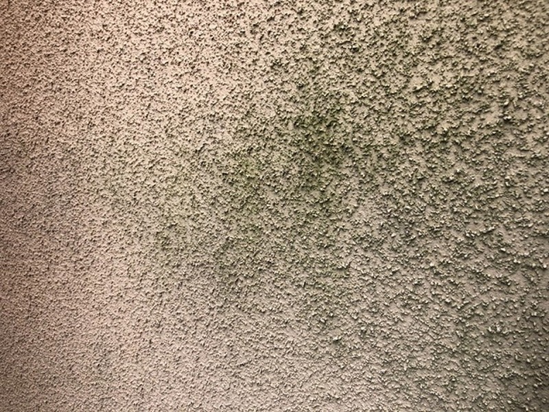 苔が繫殖した外壁