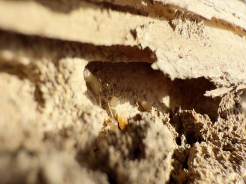 タマホームの5年点検でよく見つかるシロアリ被害