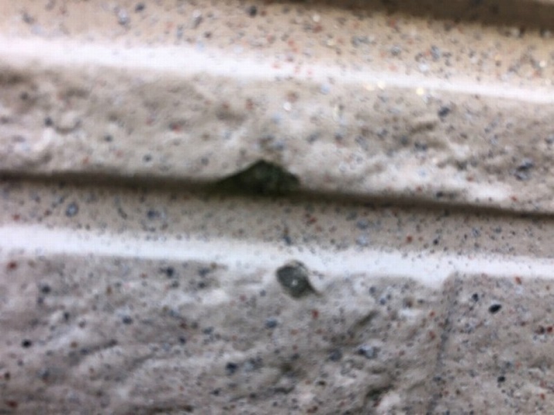 塗膜の剥がれがある窯業系サイディング