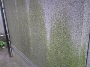 カビ・コケ・藻