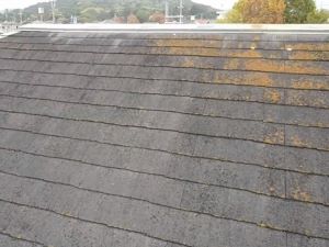 カビ・コケ・藻