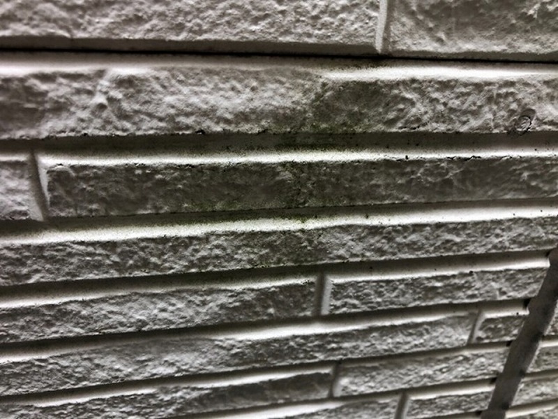 苔やカビが繁殖したサイディングボード