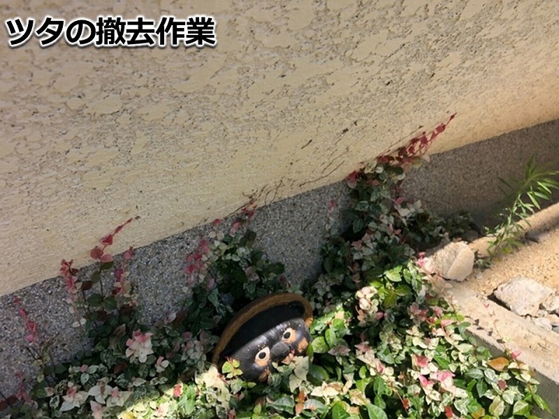 ツタの撤去作業