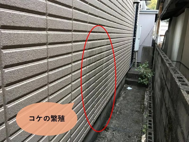 コケが繁殖したヘーベルハウスの外壁